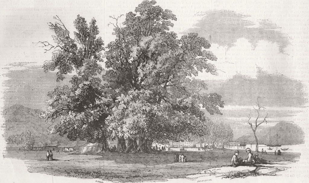 TURKEY. The Oak of Godfery of Bouillon-of Constantinople (Istanbul)  1855